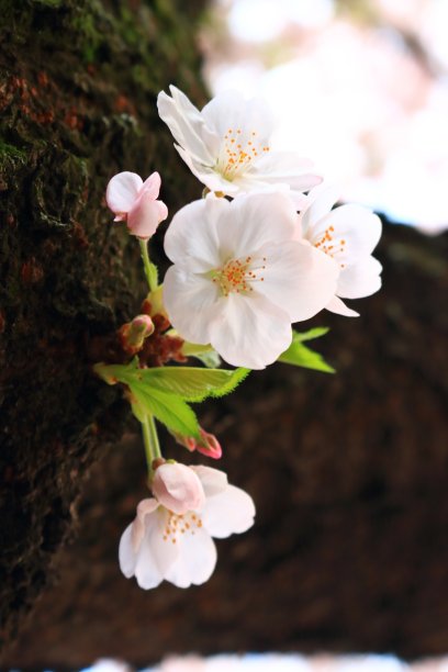 油菜花节