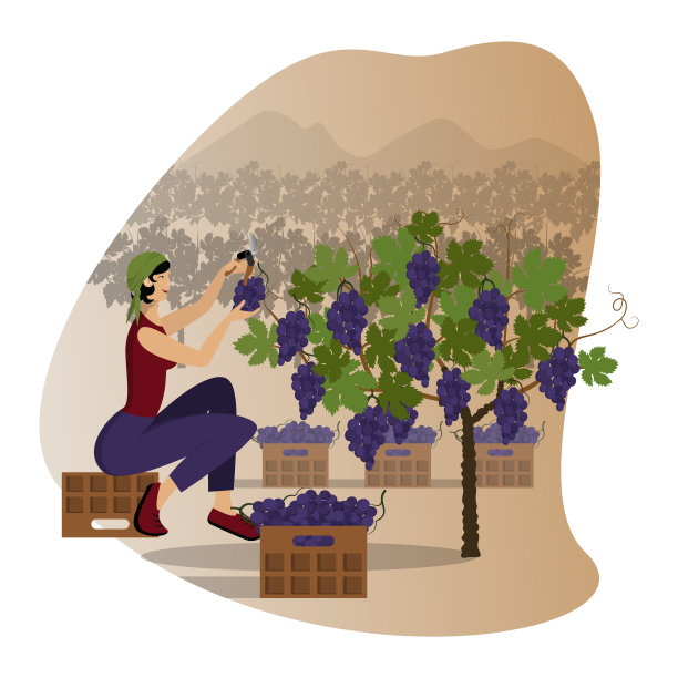 葡萄酒产业成熟葡萄