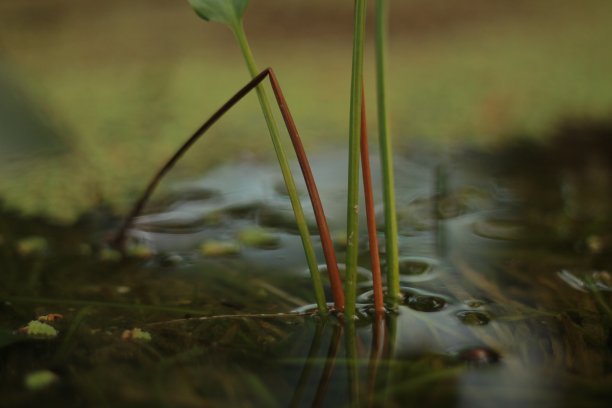 水生植物,农业,微生物学