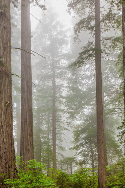 大雾小树林