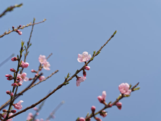 春天 桃花 蓝天