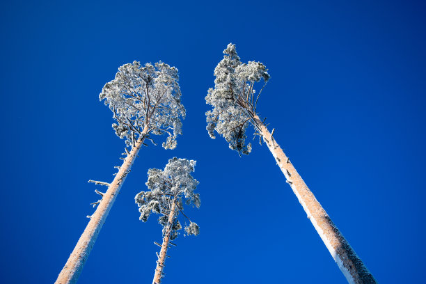 大雪时节