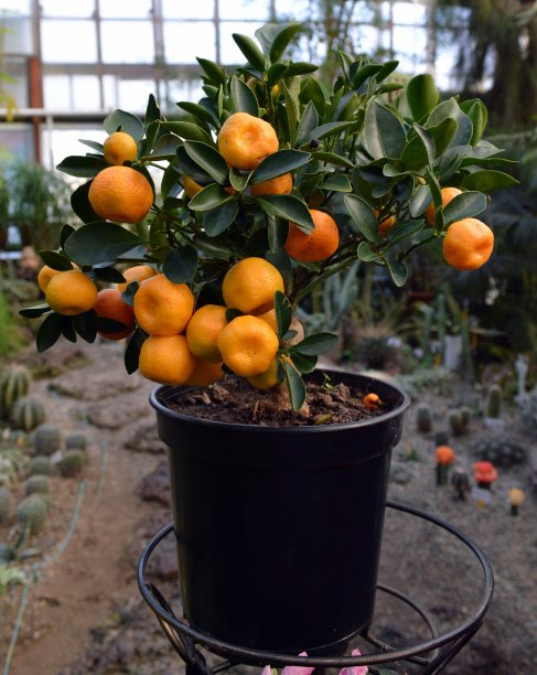 新鲜橘子水果