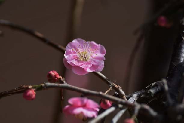 枇杷花