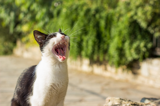 一只白色的流浪猫