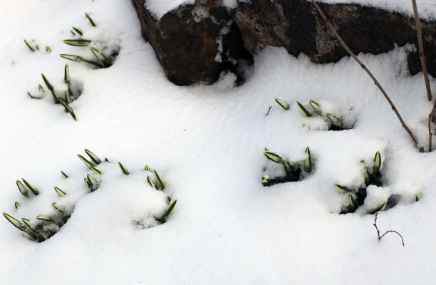 雪覆盖绿植
