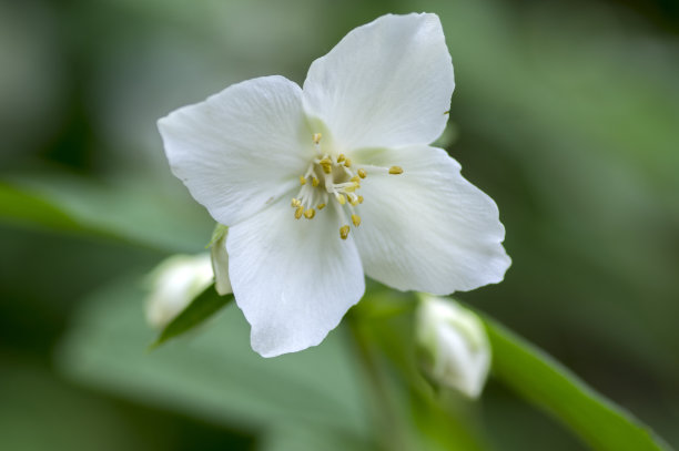 季节,夏天,春天