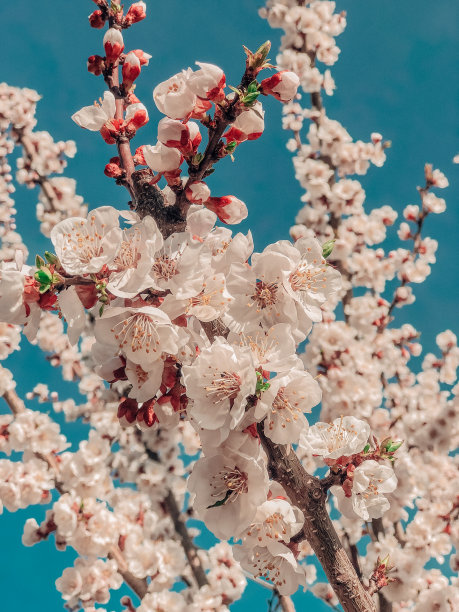 樱花 背光 风景 花朵 粉色 