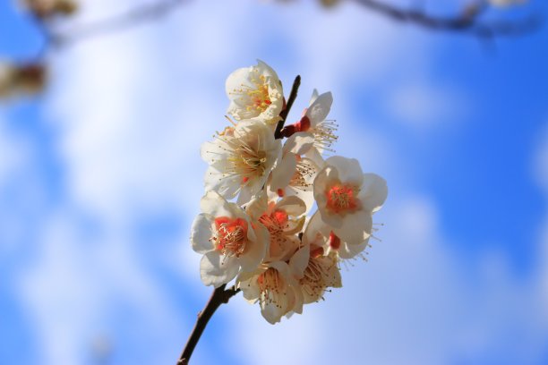 杜鹃花林