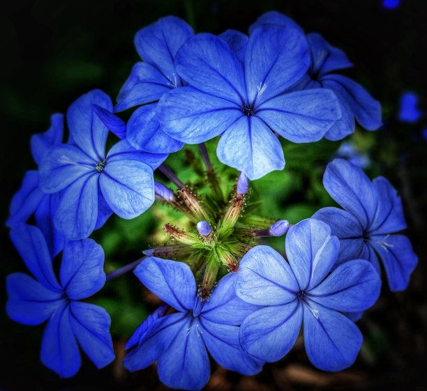 长春花属,自然,鲜花盛开,紫色,图像,花朵,美,美国,自然美,花瓣