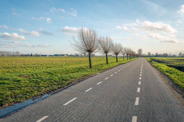 一排树木的道路