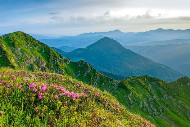 山坡盛开映山红