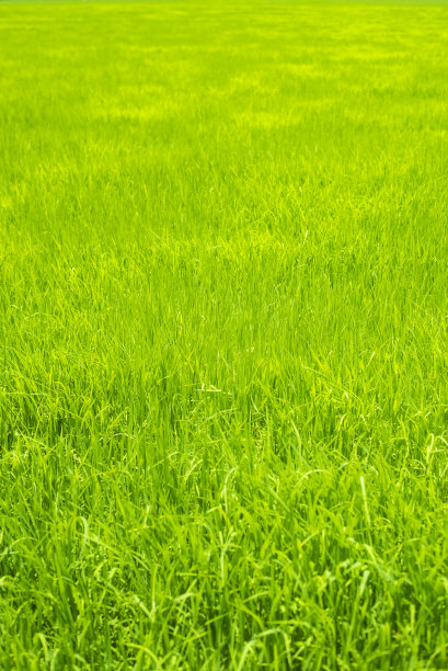 农田稻田油菜花田