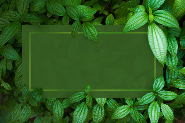 热带风情植物背景墙壁纸