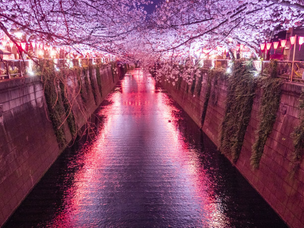 夜幕下的樱花树