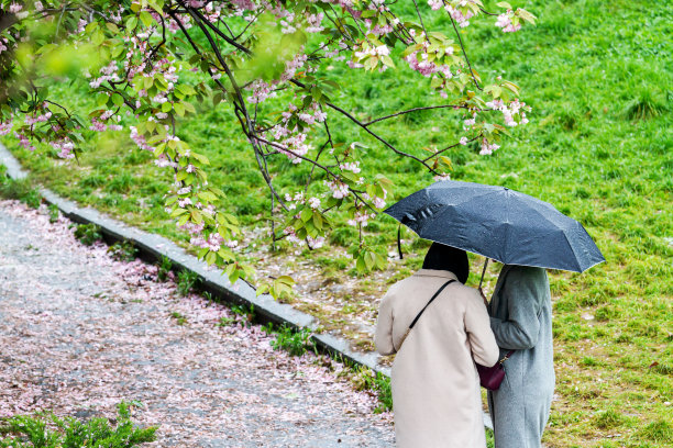 杏花特写春天杏花盛开花朵蓝背景