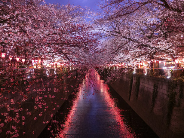 夜幕下的樱花树