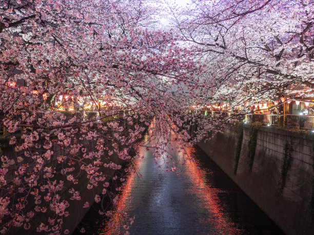 夜幕下的樱花树
