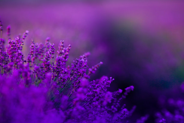 紫色花丛花草