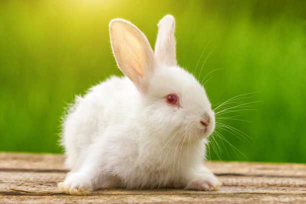 兔子高清摄影图片