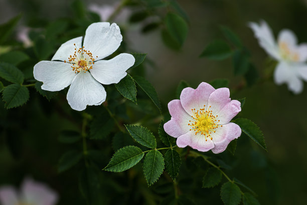 粉色野蔷薇花