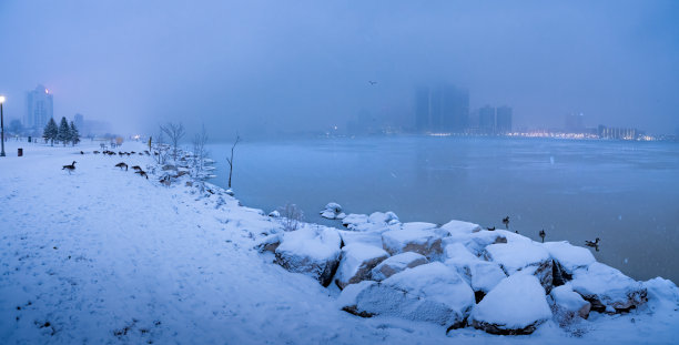 雪地上的鹅