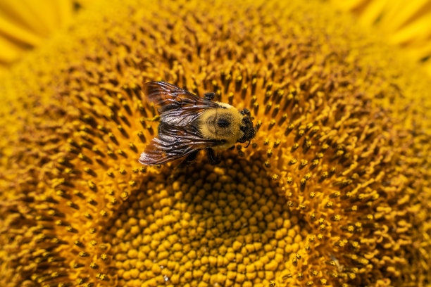 花朵上的大黄蜂