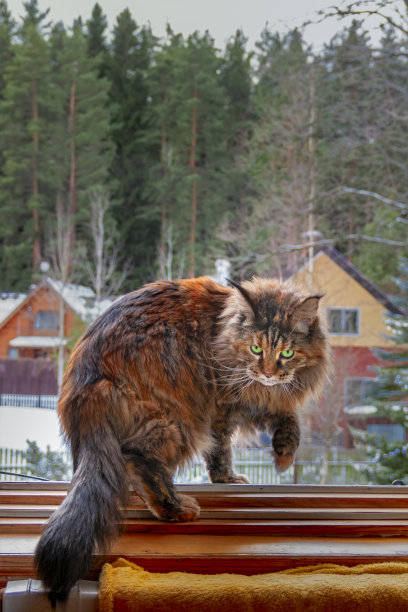 雪中的缅因猫