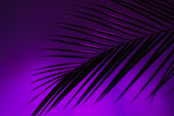紫色畅想