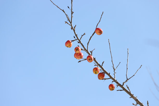 冬季的苹果树