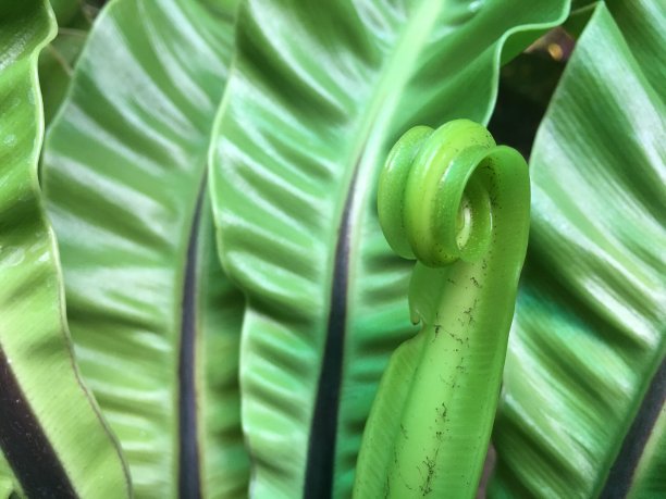 绿色植物 夏季植物 家具装饰