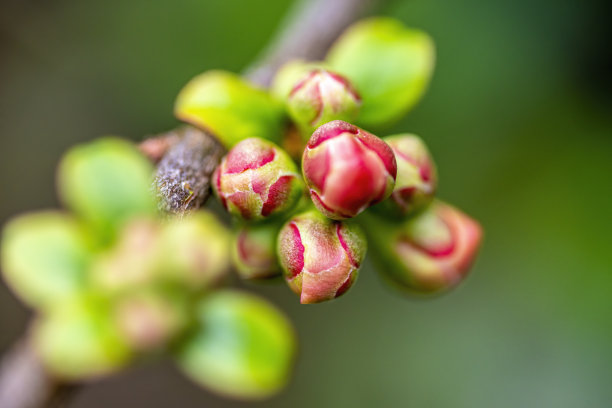 茶花特写