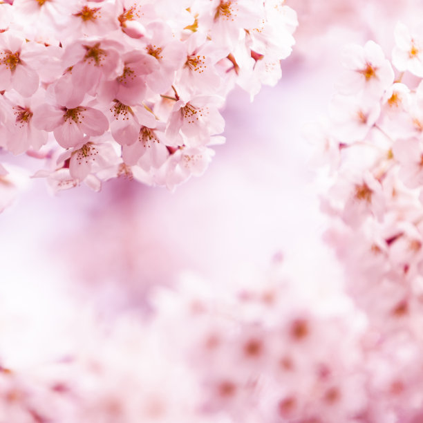 日本樱花季