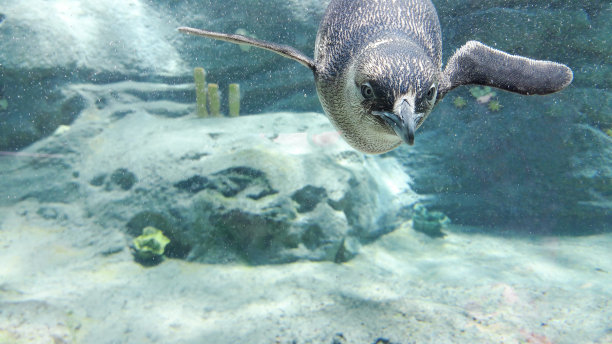 水下企鹅