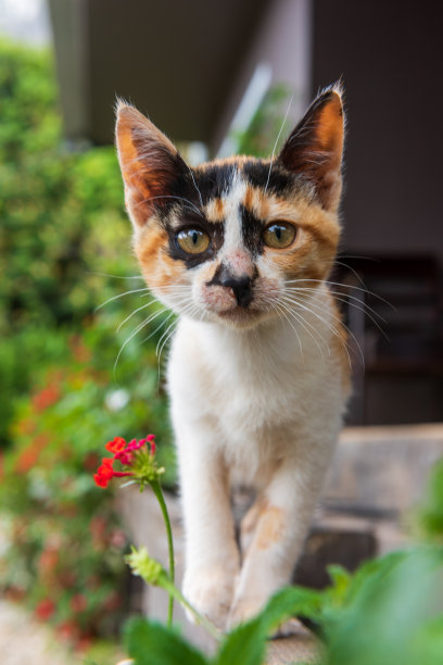 猫咪动物图案