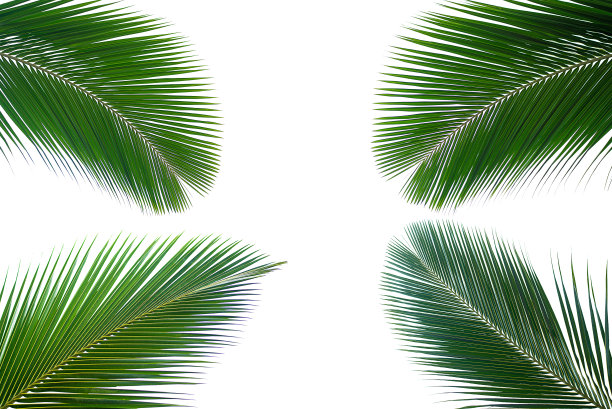 椰子树清新夏季背景
