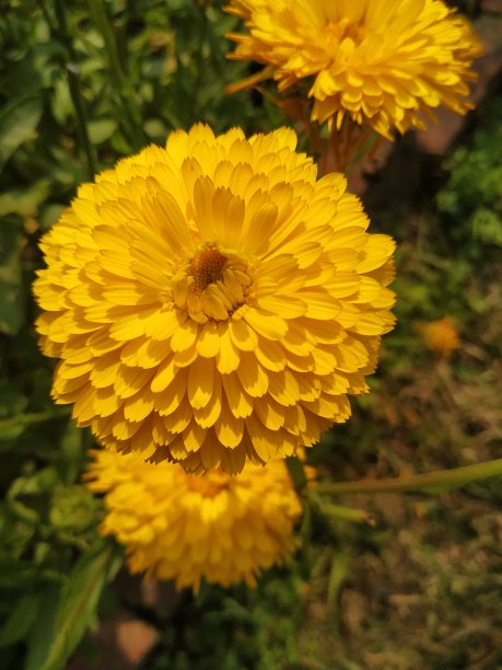 鲜花菊花树叶植物花纹