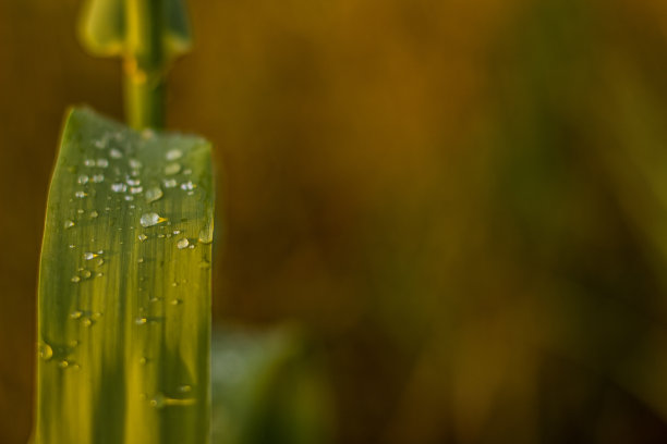 雨水图片