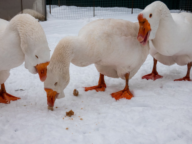 雪地上的鹅