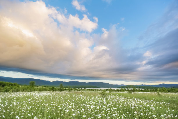 山和小黄花