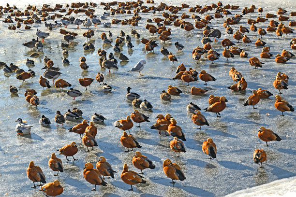 雪地上的鹅