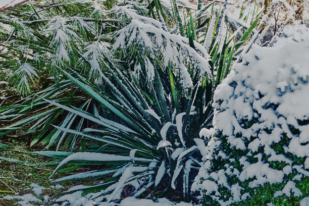 园林景观雪景素材