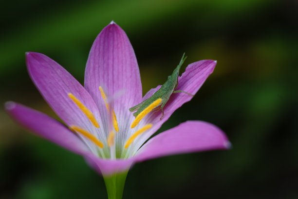 粉红睡莲花