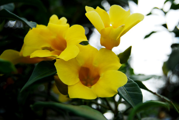 黄色喇叭花朵,绿叶