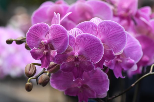 蝴蝶兰,花,花朵,花卉,春天