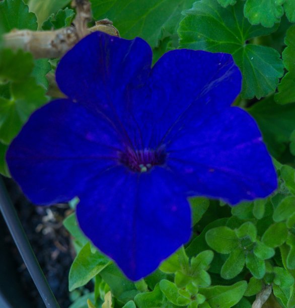 蓝紫色牵牛花