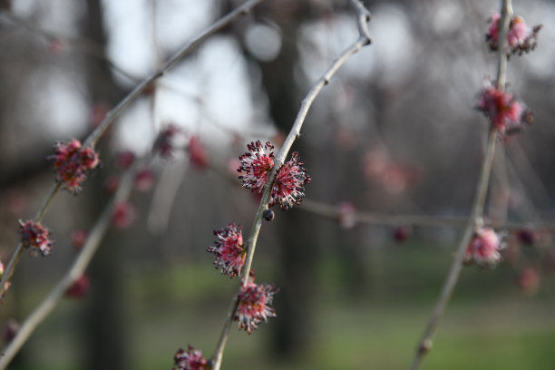 李子树开花