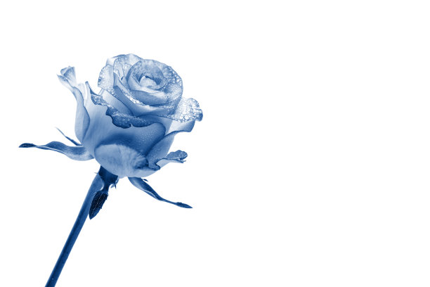 蓝白玫瑰