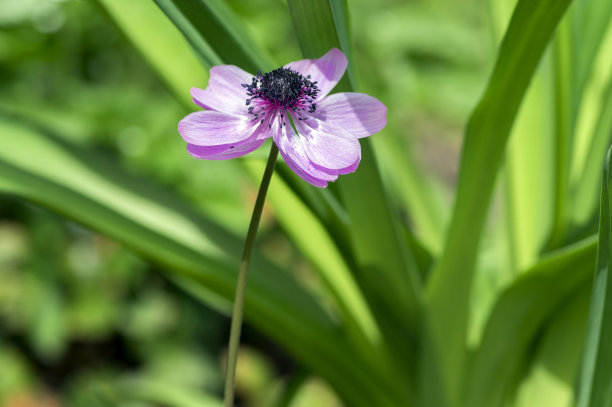 开紫花