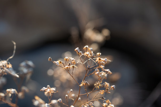 立秋菊花